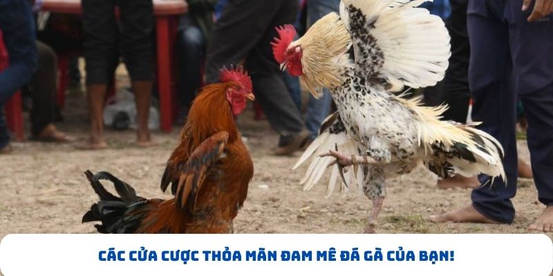 Các cửa cược thỏa mãn đam mê đá gà của bạn! Các cửa cược thỏa mãn đam mê đá gà của bạn!