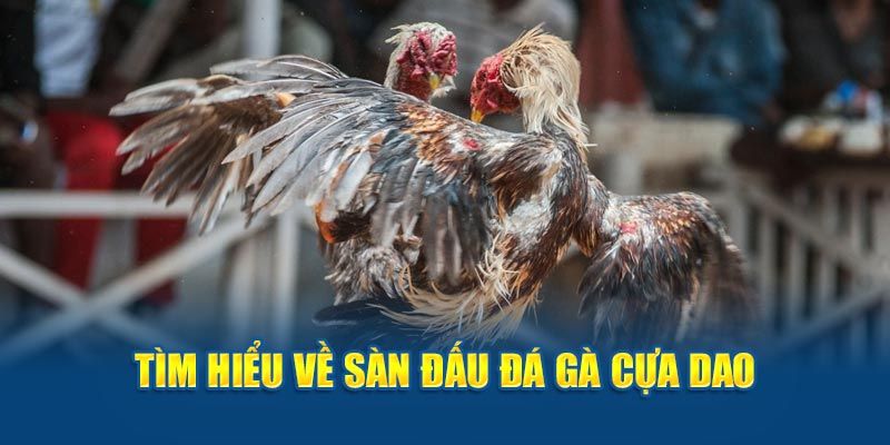 Tuyển chọn chiến kê kỹ lưỡng để tham gia đá gà cựa dao Tuyển chọn chiến kê kỹ lưỡng để tham gia đá gà cựa dao