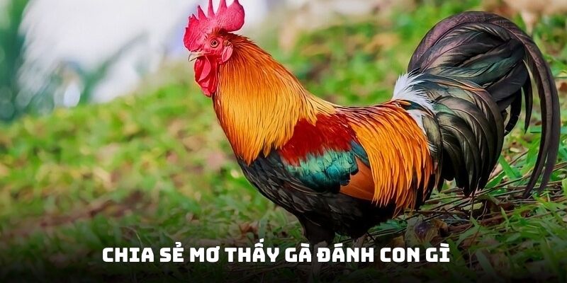 Chia sẻ mơ thấy gà đánh con gì với các trường hợp khác Chia sẻ mơ thấy gà đánh con gì với các trường hợp khác