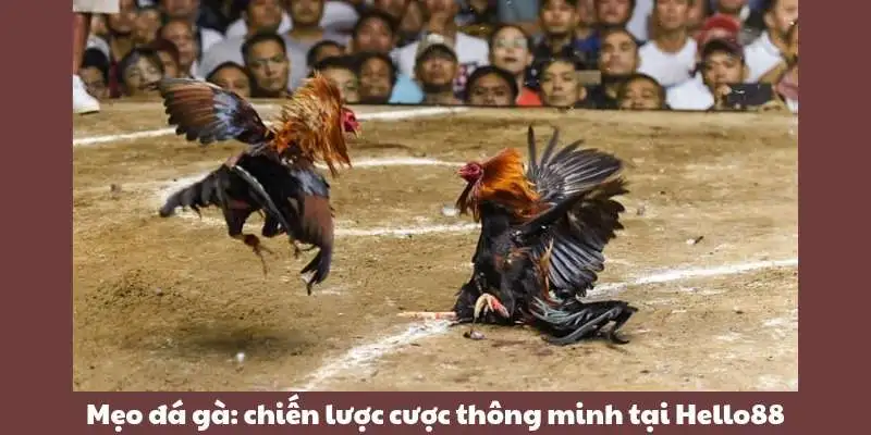 Mẹo đá gà: chiến lược cược thông minh tại Hello88