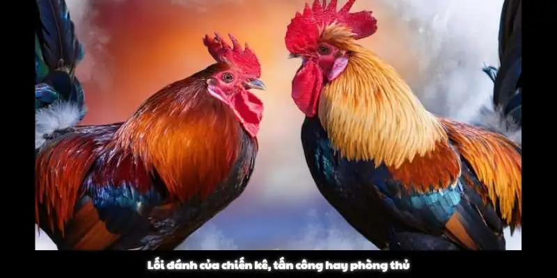 Mẹo đá gà, lối đánh tấn công hay phòng thủ Mẹo đá gà, lối đánh tấn công hay phòng thủ