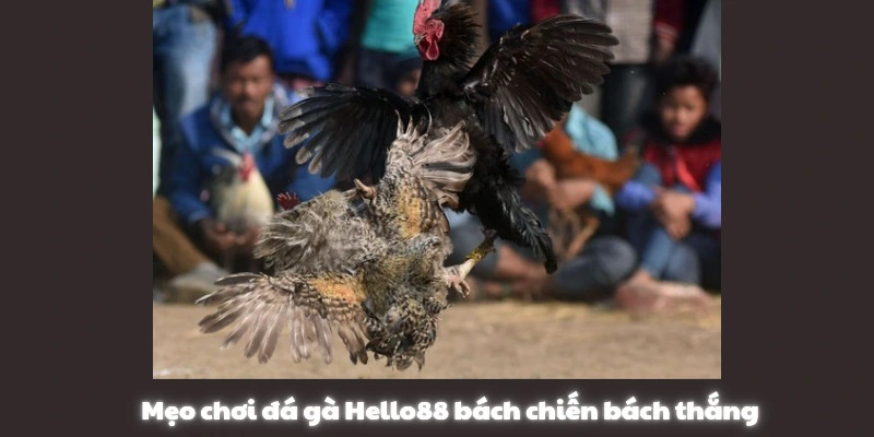 Mẹo đá gà Hello88 bách chiến bách thắng