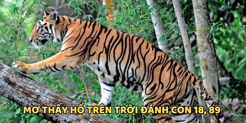 Mơ thấy hổ đánh con gì khi thấy nó trên trời chọn 18, 89 Mơ thấy hổ đánh con gì khi thấy nó trên trời chọn 18, 89