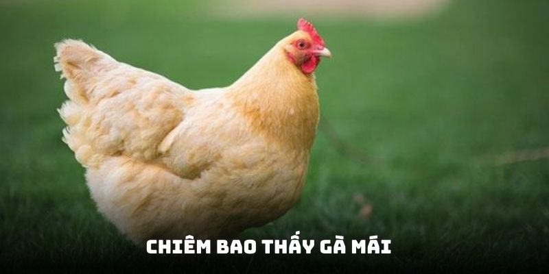 Mơ thấy gà đánh con gì khi thấy đấy là chú kê mái Mơ thấy gà đánh con gì khi thấy đấy là chú kê mái
