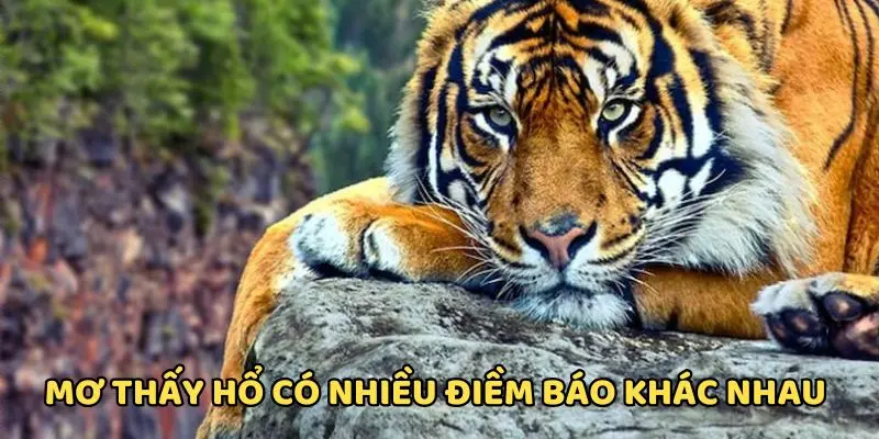 Mơ thấy hổ mang đến năng lượng tích cực